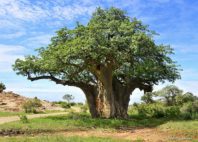 Parc national Mapungubwe 
