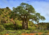 Parc national Mapungubwe 