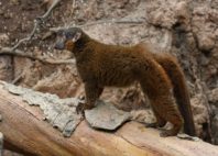 Parc national d'Andohahela 