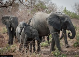 Parc national d'Arly : la fantastique échappée burkinabè