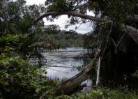 Parc national d'Ivindo 