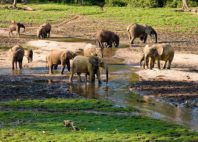 Parc national de Dzanga-Ndoki 
