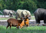 Parc national de Dzanga-Ndoki 