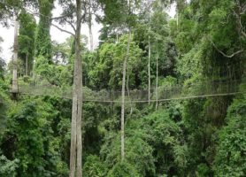 Parc national de Kakum : la forêt vue d’en haut