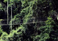 Parc national de Kakum 