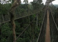 Parc national de Kakum 