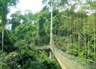 Parc national de Kakum 