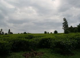 Parc national de Kibale : escapade sur des terres sauvages