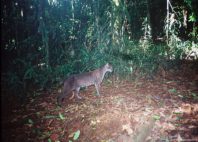 Parc national de Kibale 