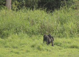 Parc national de Lobéké : une impressionnante merveille naturelle