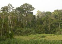 Parc national de Lobéké 