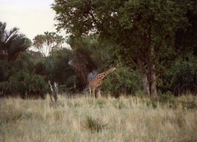 Parc national de Meru : au cœur d’une nature luxuriante