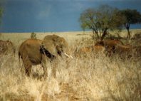 Parc national de Meru 