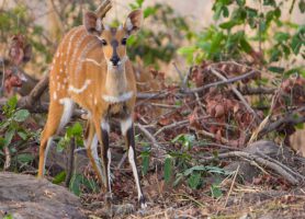 Parc national de Mole : le trésor sauvage ghanéen