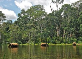 Parc national de Nouabalé-Ndoki : un site formidable