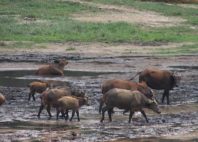 Parc national de Nouabalé-Ndoki 