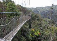 Parc national de Nyungwe 