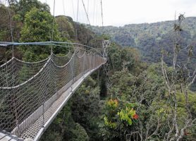 Parc national de Nyungwe : un enclos hors du commun