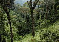 Parc national de Nyungwe 