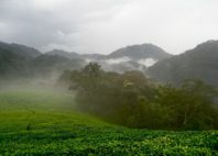Parc national de Nyungwe 