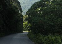 Parc national de Nyungwe 