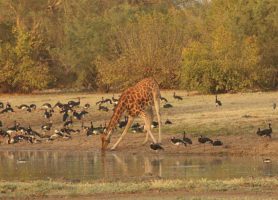 Parc national de Zakouma : une destination exceptionnelle