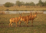 Parc national de Zakouma 