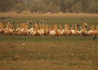 Parc national de Zakouma 