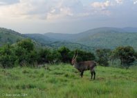 Parc national de l'Akagera 