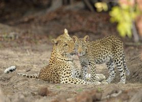 Parc national de la Kafue : un incontournable de la Zambie