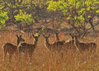 Parc national de la Kafue 