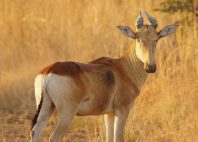 Parc national de la Kafue 