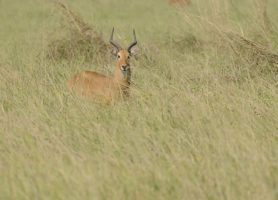 Parc national de la Kéran : une fierté nationale