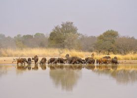 Parc national de la Pendjari : quand nature rime avec beauté