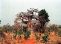 Parc national de la Pendjari 