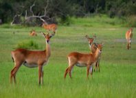 Parc national de la Pendjari 