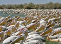 Parc national du Djoudj 