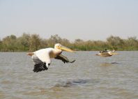 Parc national du Djoudj 