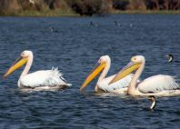 Parc national du Djoudj 