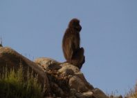 Parc national du Simien 