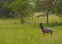 Parc national du lac Mburo 