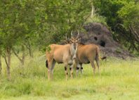 Parc national du lac Mburo 