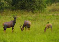 Parc national du lac Mburo 