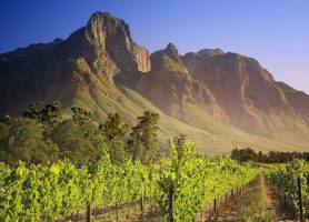 Région des vignobles : une romantique escapade