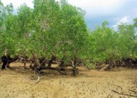 Réserve Naturelle de Lokobe 