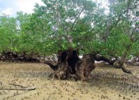 Réserve Naturelle de Lokobe 