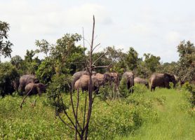 Réserve de Nazinga : le trésor burkinabé