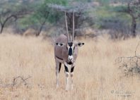 Réserve de Samburu 