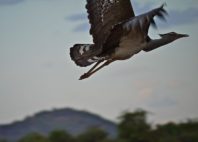 Réserve de Samburu 