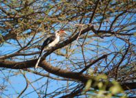 Réserve de Samburu 